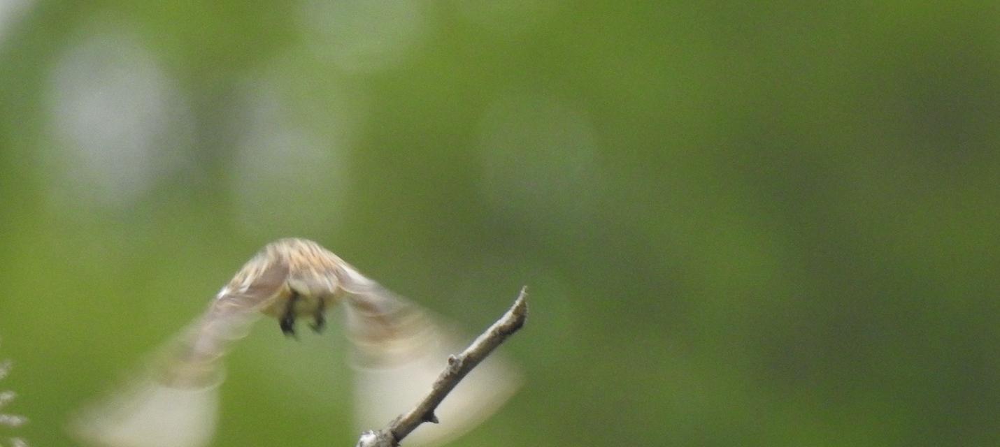 Braunkehlchen im Abflug