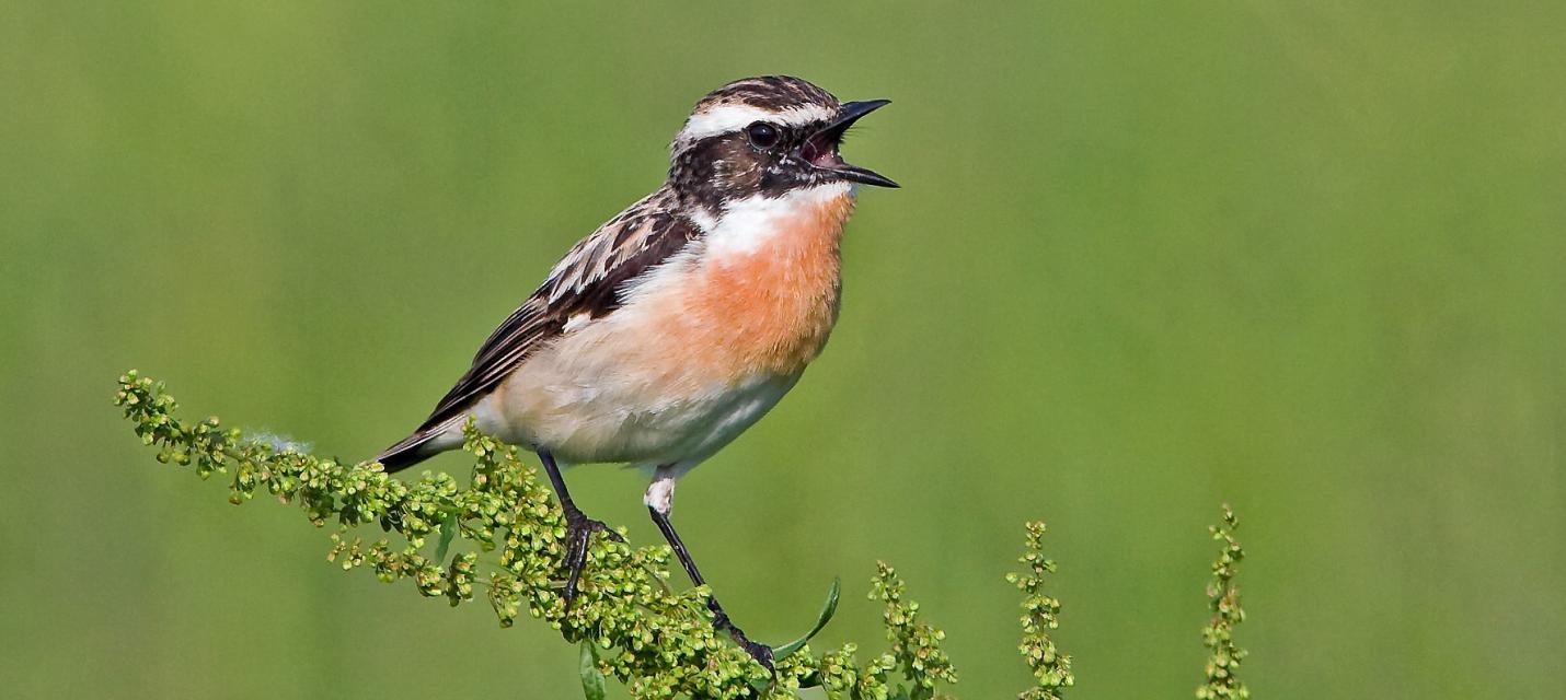 Braunkehlchen